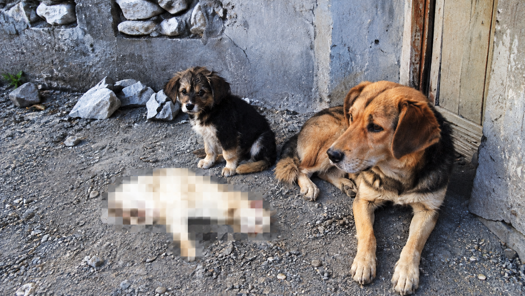 モザイクで隠された白い悪魔を見守る二匹の犬